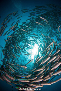 The spectacular school of jacks around the Liberty wreck by Erich Reboucas 